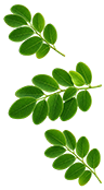 moringa-leaves-ayumor-pune-india